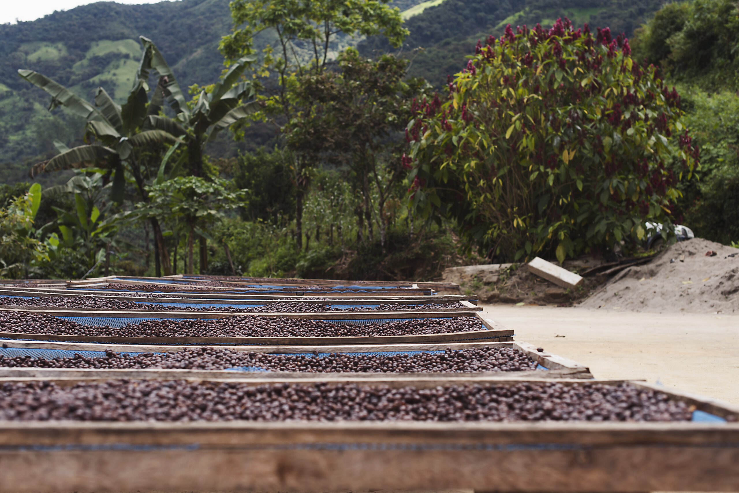 ethically sourced coffee beans